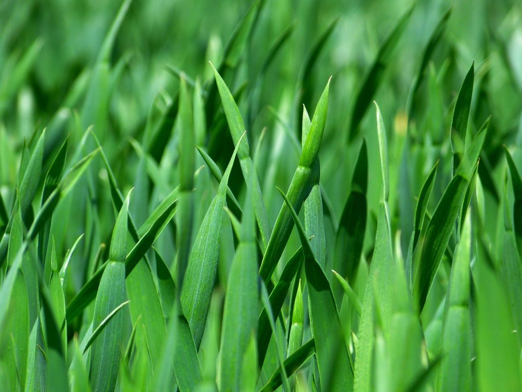 grass, meadow, close up, nature, leaves, foliage, greenery, grassy, grass blades, plants, flora, grass, grass, grass, grass, grass, greenery, greenery, greenery, greenery