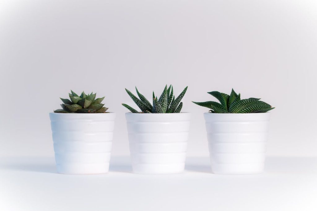 The Art of Drawing Readers In: Your attractive post title goes here Three succulents in white pots on a white background, showcasing minimalist decor.